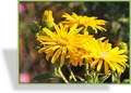Goldaster, Chrysopsis speciosa 'Golden Sunshine'